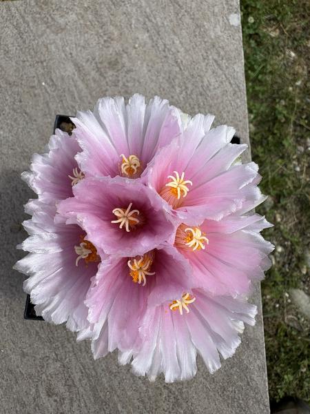 Thelocactus hexaedrophorus
